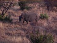 White Rhino - there were others nearby