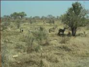 Female Waterbuck