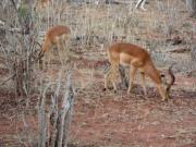 Impala bucks