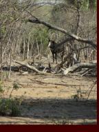 Sable Antelope