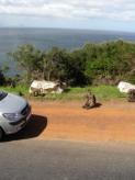 Watching the Traffic ...