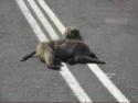 No - not dead - just resting