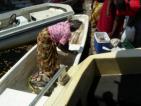 A catch for sale.