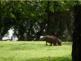 Wart Hogs - as seen from our room