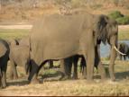 Some is big and some enormous.