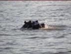 Hippo - the most dangerous animal on the river