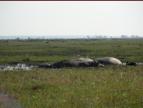 Hippo seem harmless .. BUT