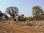 The villiage is centered around an ancient Boab Tree